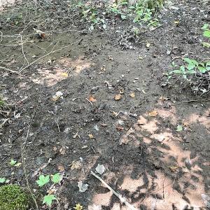 Photo #21 of SOLD property in Off Laurel Springs Road, Spring Grove, VA 27.0 acres