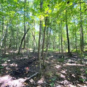 Photo #26 of SOLD property in Off Laurel Springs Road, Spring Grove, VA 27.0 acres