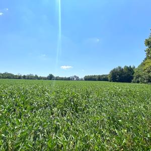 Photo #33 of SOLD property in Off Laurel Springs Road, Spring Grove, VA 27.0 acres