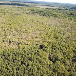 Photo #5 of SOLD property in Off Cattail Road, Mears, VA 112.0 acres