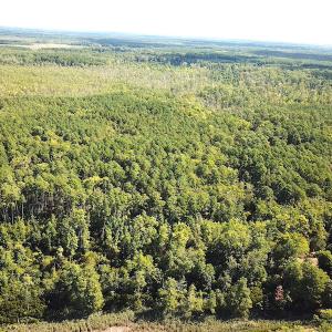 Photo #13 of SOLD property in Off Cattail Road, Mears, VA 112.0 acres