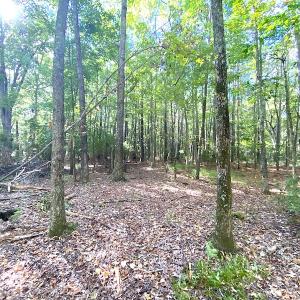 Photo #19 of SOLD property in Off Cattail Road, Mears, VA 112.0 acres