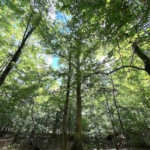 Photo #21 of SOLD property in Off Cattail Road, Mears, VA 112.0 acres