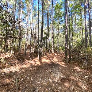 Photo #23 of SOLD property in Off Cattail Road, Mears, VA 112.0 acres