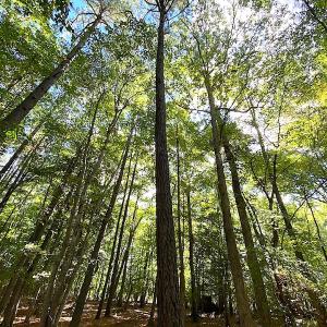 Photo #24 of SOLD property in Off Cattail Road, Mears, VA 112.0 acres
