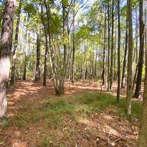 Photo #25 of SOLD property in Off Cattail Road, Mears, VA 112.0 acres