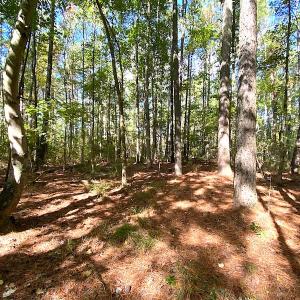 Photo #26 of SOLD property in Off Cattail Road, Mears, VA 112.0 acres