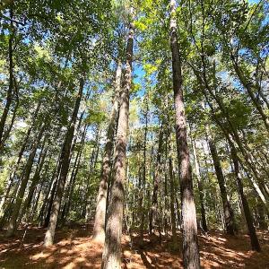 Photo #27 of SOLD property in Off Cattail Road, Mears, VA 112.0 acres
