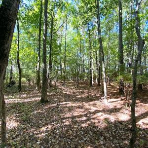Photo #28 of SOLD property in Off Cattail Road, Mears, VA 112.0 acres