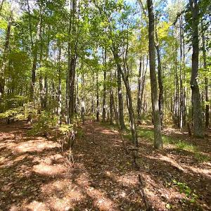Photo #29 of SOLD property in Off Cattail Road, Mears, VA 112.0 acres