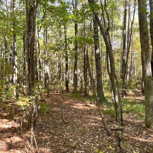 Photo #30 of SOLD property in Off Cattail Road, Mears, VA 112.0 acres