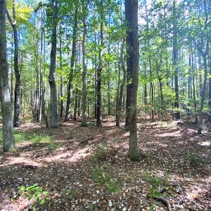 Photo #31 of SOLD property in Off Cattail Road, Mears, VA 112.0 acres