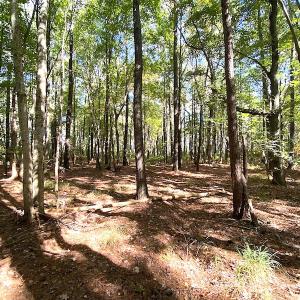 Photo #32 of SOLD property in Off Cattail Road, Mears, VA 112.0 acres