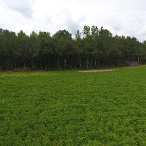 Photo #6 of SOLD property in Off Swamp Fox Hwy E, Tabor City, NC 14.3 acres