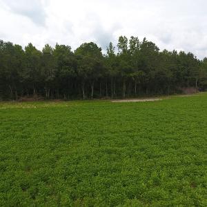 Photo #6 of SOLD property in Off Swamp Fox Hwy E, Tabor City, NC 14.3 acres