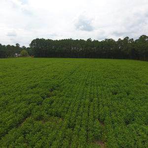 Photo #7 of SOLD property in Off Swamp Fox Hwy E, Tabor City, NC 14.3 acres