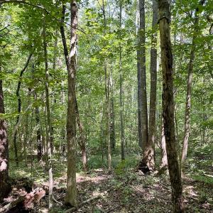 Photo #2 of SOLD property in Off Holiday Lake Road, Appomattox, VA 5.0 acres