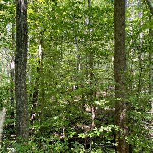 Photo #3 of SOLD property in Off Holiday Lake Road, Appomattox, VA 5.0 acres
