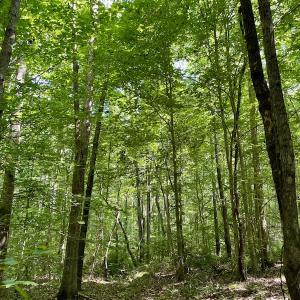 Photo #4 of SOLD property in Off Holiday Lake Road, Appomattox, VA 5.0 acres