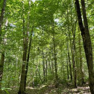 Photo #4 of SOLD property in Off Holiday Lake Road, Appomattox, VA 5.0 acres