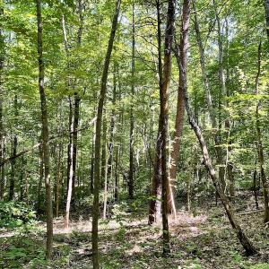 Photo #5 of SOLD property in Off Holiday Lake Road, Appomattox, VA 5.0 acres