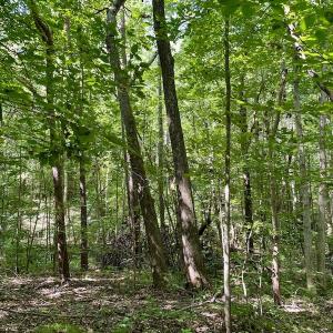 Photo #6 of SOLD property in Off Holiday Lake Road, Appomattox, VA 5.0 acres