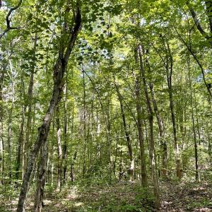 Photo #7 of SOLD property in Off Holiday Lake Road, Appomattox, VA 5.0 acres
