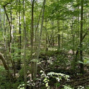 Photo #8 of SOLD property in Off Holiday Lake Road, Appomattox, VA 5.0 acres