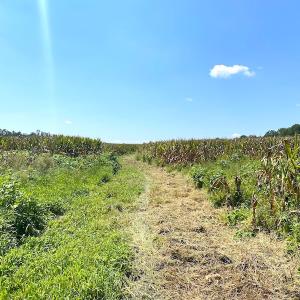 Photo #13 of SOLD property in Off White Oak Drive, Spring Grove, VA 102.0 acres