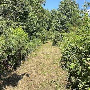 Photo #16 of SOLD property in Off White Oak Drive, Spring Grove, VA 102.0 acres