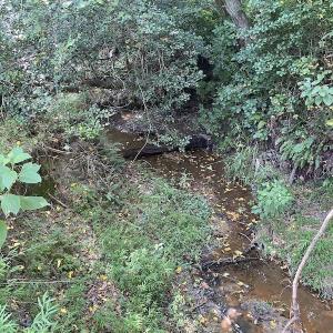 Photo #17 of SOLD property in Off White Oak Drive, Spring Grove, VA 102.0 acres