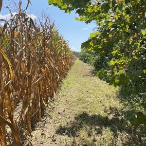 Photo #19 of SOLD property in Off White Oak Drive, Spring Grove, VA 102.0 acres