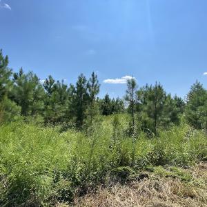 Photo #25 of SOLD property in Off White Oak Drive, Spring Grove, VA 102.0 acres