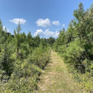 Photo #35 of SOLD property in Off White Oak Drive, Spring Grove, VA 102.0 acres