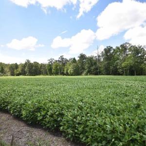Photo #33 of SOLD property in 12171 Old Belfield Road, Capron, VA 140.0 acres