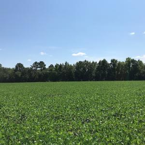 Photo #35 of SOLD property in 12171 Old Belfield Road, Capron, VA 140.0 acres