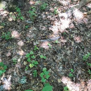 Photo #37 of SOLD property in 12171 Old Belfield Road, Capron, VA 140.0 acres