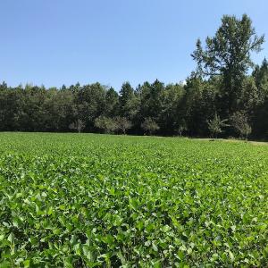 Photo #39 of SOLD property in 12171 Old Belfield Road, Capron, VA 140.0 acres