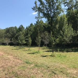 Photo #48 of SOLD property in 12171 Old Belfield Road, Capron, VA 140.0 acres
