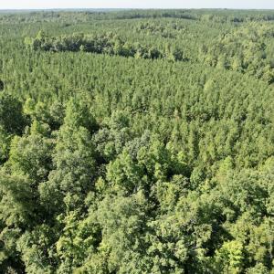 Photo #24 of SOLD property in 4118 Burkeville Road, Victoria, VA 227.8 acres