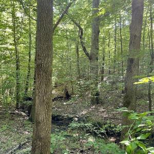 Photo #36 of SOLD property in 4118 Burkeville Road, Victoria, VA 227.8 acres