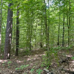 Photo #37 of SOLD property in 4118 Burkeville Road, Victoria, VA 227.8 acres