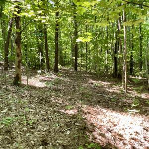 Photo #38 of SOLD property in 4118 Burkeville Road, Victoria, VA 227.8 acres