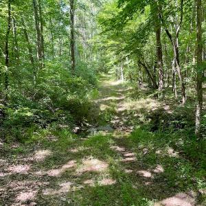 Photo #39 of SOLD property in 4118 Burkeville Road, Victoria, VA 227.8 acres