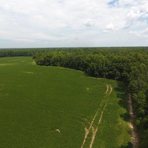 Photo #11 of SOLD property in NC 20 Hwy, Saint Pauls, NC 207.6 acres