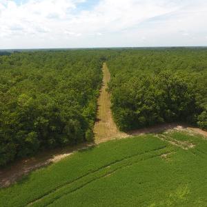 Photo #15 of SOLD property in NC 20 Hwy, Saint Pauls, NC 207.6 acres