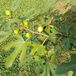 Photo #26 of 143 Clark Road, Newport, NC 19.1 acres