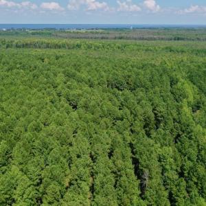 Photo #6 of SOLD property in 653 Jones White Road, Roper, NC 46.8 acres