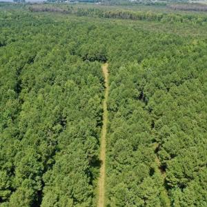 Photo #12 of SOLD property in 653 Jones White Road, Roper, NC 46.8 acres