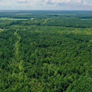 Photo #16 of SOLD property in 653 Jones White Road, Roper, NC 46.8 acres